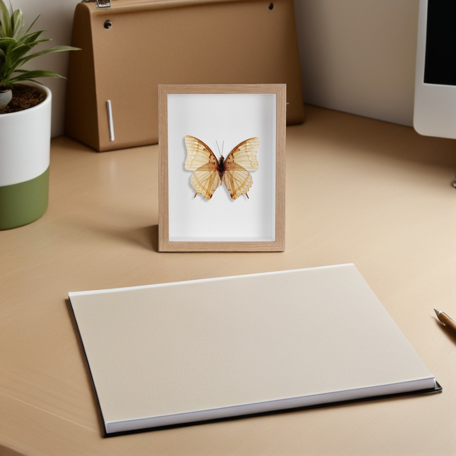 Vitrine en bois pour insectes  - Frame Display Wood avis et prix