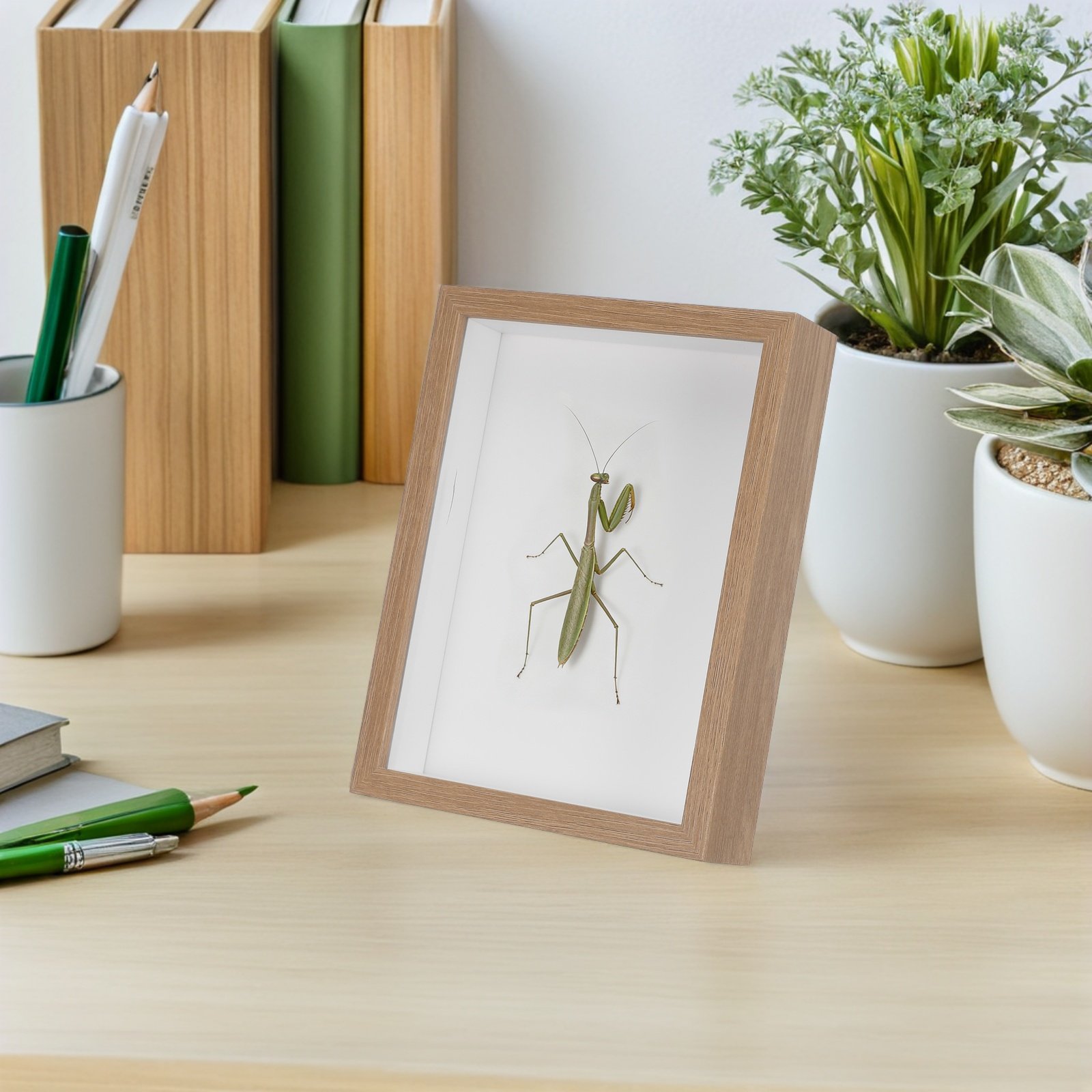 Vitrine en bois pour insectes  - Frame Display Wood avis et prix